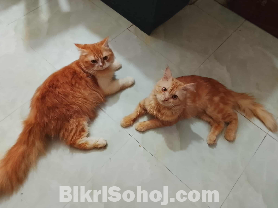 বিড়াল